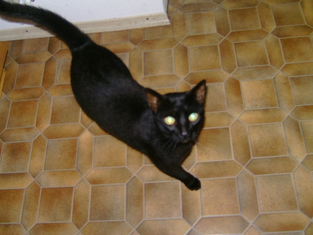 KaterMerlin